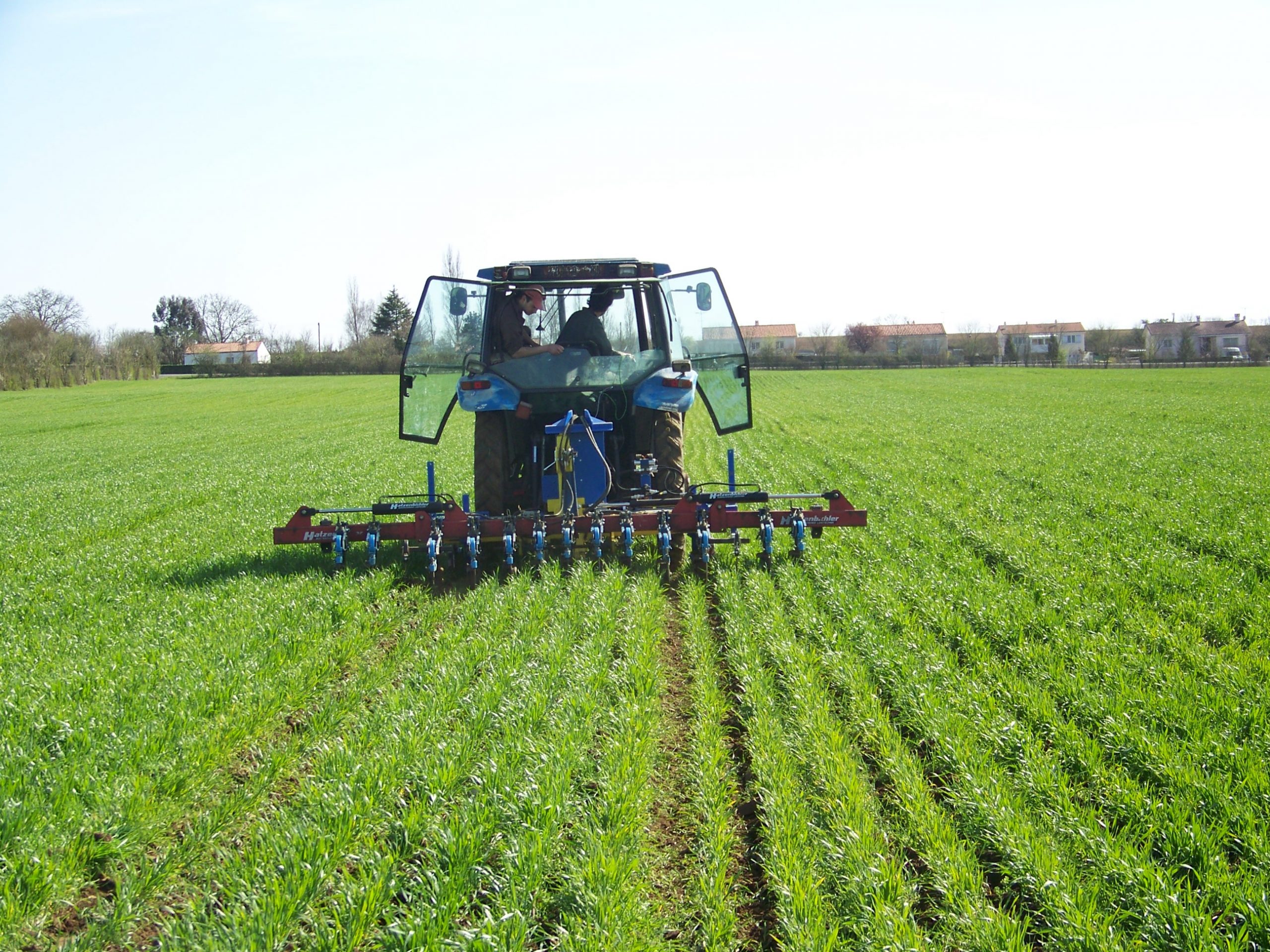 بالأرقام: هكذا أثرت التساقطات على زراعات الحبوب في جهة طنجة