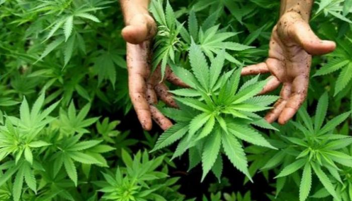 الاستثمار في "الكيف" يجمع منتخبين ومزارعين ومستثمرين بطنجة