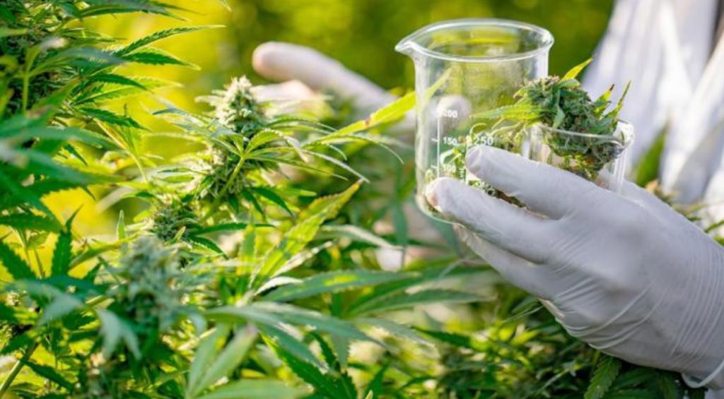 القنب الهندي يجمع الصيادلة المغاربة بنظراهم الفرنسيين والإسبان في طنجة