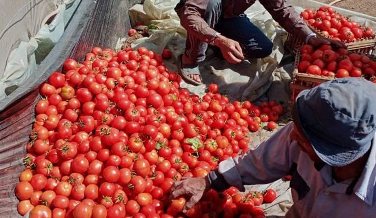 بين 8 و12 درهما.. تباين في أسعار الطماطم بأسواق الدار البيضاء