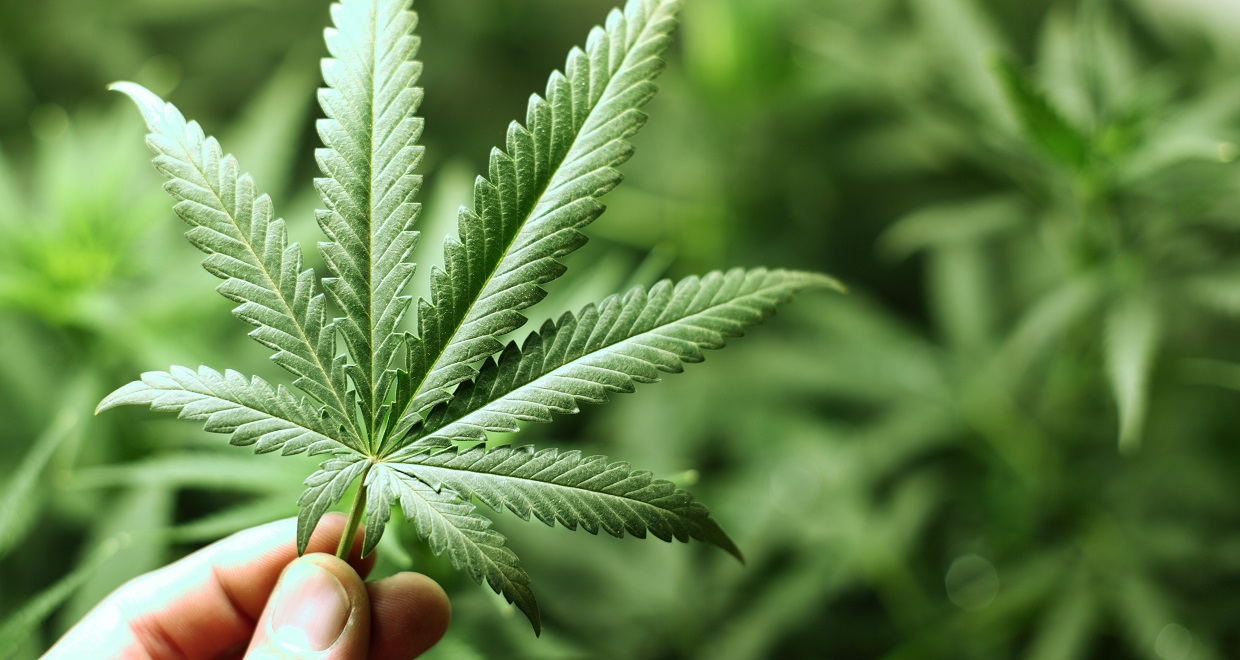 وكالة تقنين القنب الهندي تواكب 180 فلاحا وتعاونية بالحسيمة