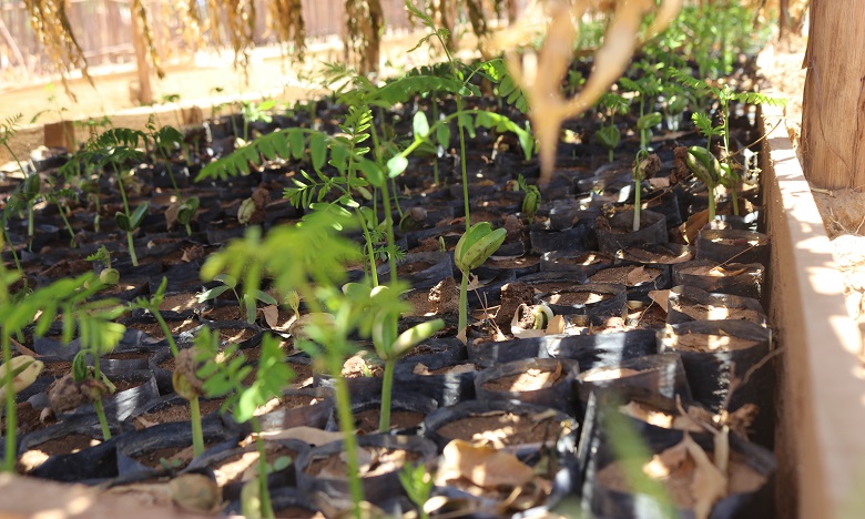 فوضى المشاتل.. "أونسا" يفوض شركة خاصة لإحصاء الوحدات الموجودة