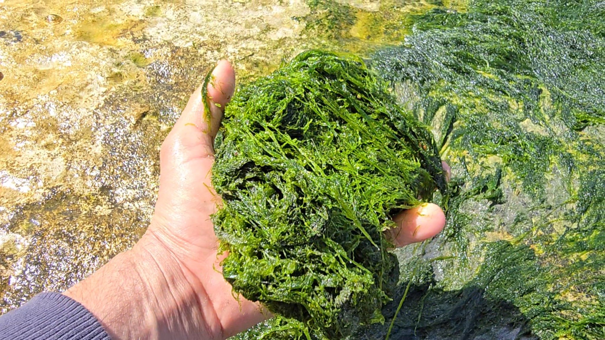 الطحالب البحرية.. استثمار أخضر في قلب التحول الاقتصادي المغربي