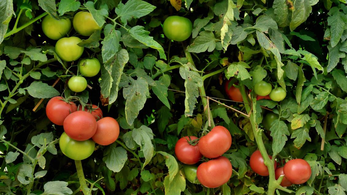 المغرب يصدر 767 ألف طن طماطم ويعزز أسواقه العالمية