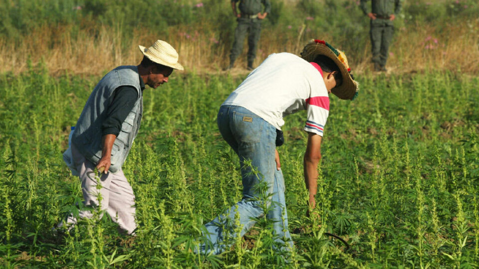 لماذا يحتاج صغار الفلاحين إلى استراتيجية خاصة؟