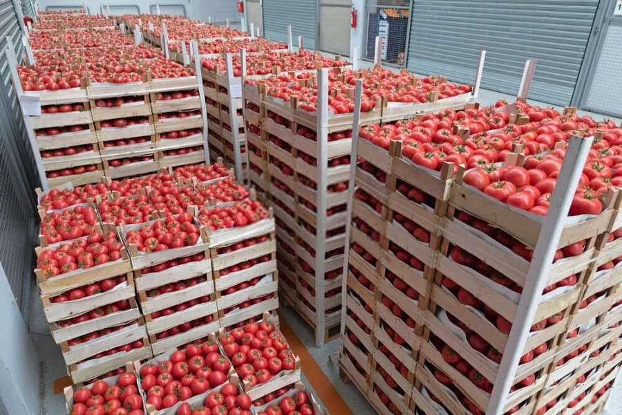 890 مليون يورو.. الصادرات الزراعية المغربية تواصل صعودها في إسبانيا