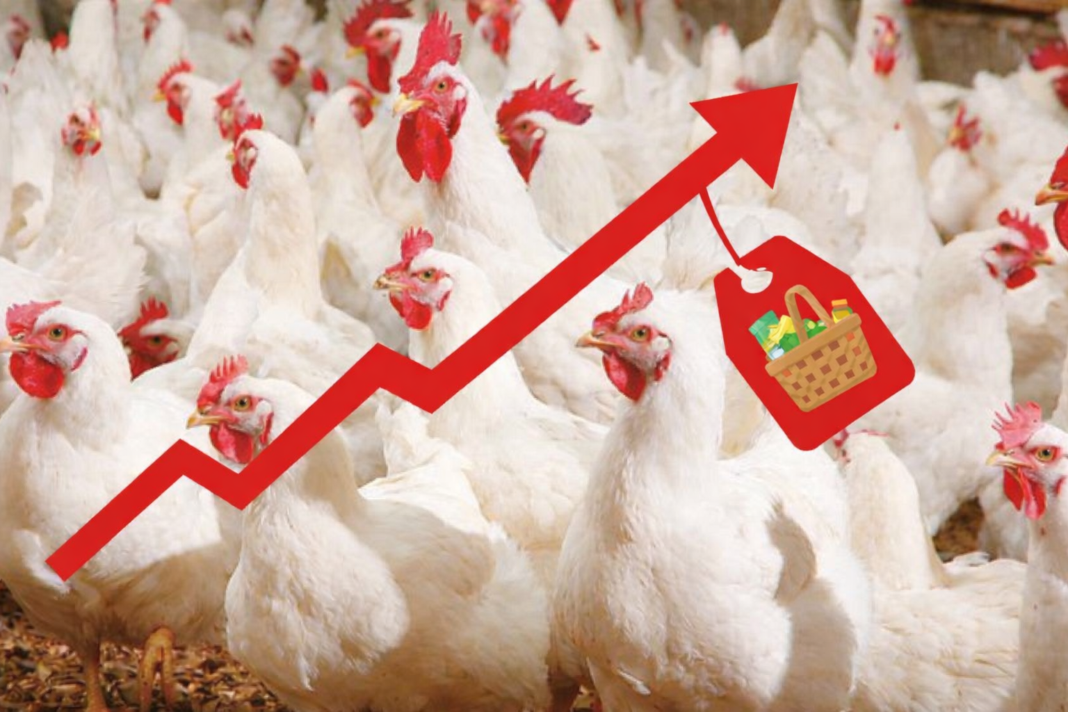 أسعار الدجاج بين الصعود والهبوط.. ماذا ينتظر السوق خلال أيام العيد؟