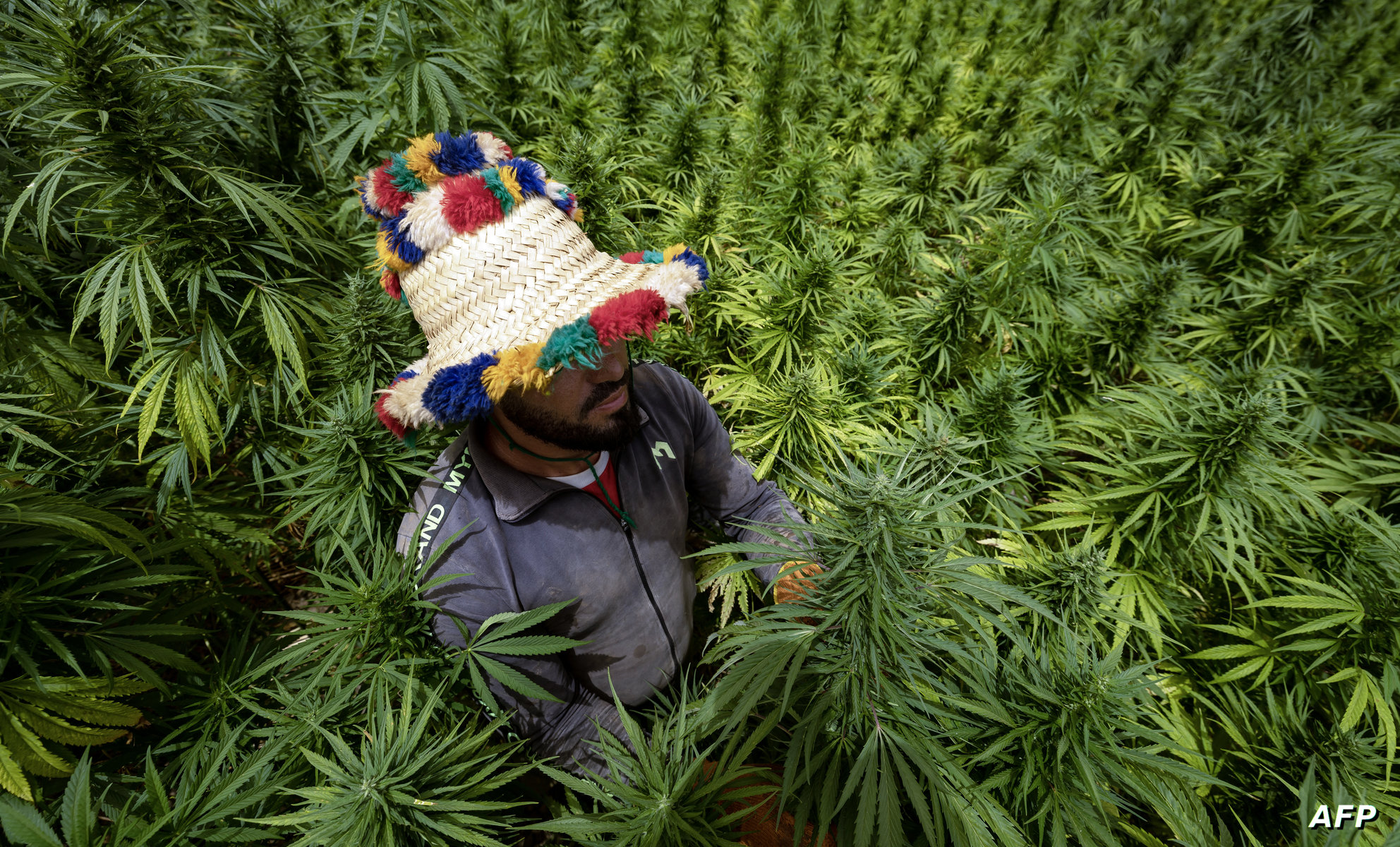 وكالة القنب الهندي تستعرض تقدم الإنجازات لعام 2024 وتحدد خطة العمل لموسم 2025