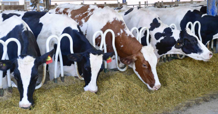 منع ذبح الأبقار.. وزارة الفلاحة تحسم الجدل