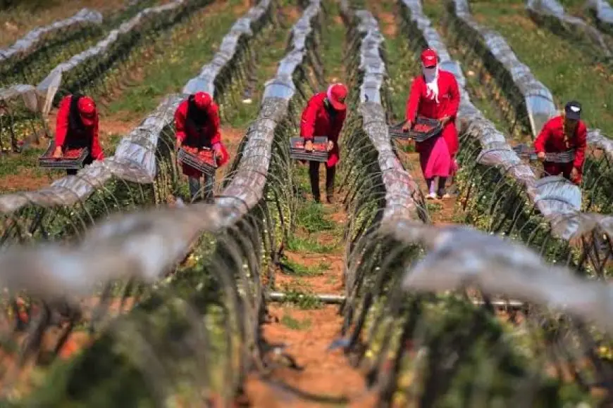 أغلبهم مغاربة.. إسبانيا توسع برامج التعاقد الموسمي وتوظف أزيد من 25 ألف عامل