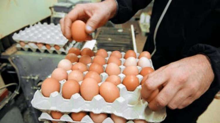 الكلفة الحالية لإنتاج البيضة تقفز إلى 1.30 درهم