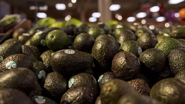 إسبانيا تضاعف التحذيرات بشأن الأفوكادو القادمة من المغرب