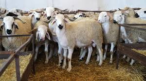 وزارة الداخلية تدعو إلى تعبئة شاملة لإنجاح عملية إعادة تكوين القطيع الوطني