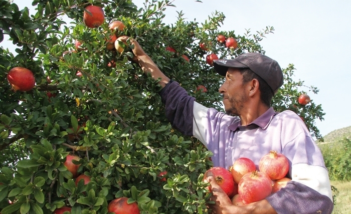 جهة خنيفرة تساهم بـ 50% من الإنتاج الوطني للرمان