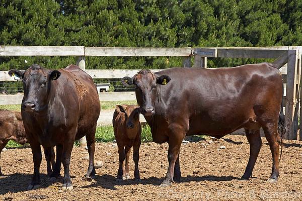 تعليق صادرات الأبقار الإسبانية يدفع المغرب لتعزيز أمنه الغذائي الذاتي