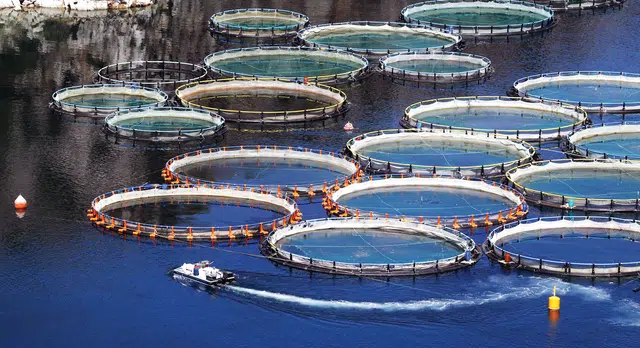 تربية الأحياء البحرية.. رافعة استراتيجية لتنمية الاقتصاد الأزرق بالمغرب