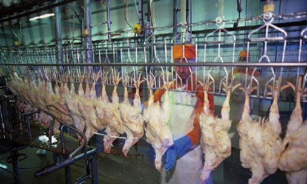 السلطات الأوربية ترخص لهذه الشركات المغربية بتصدير منتوجات الدواجن إلى أسواقها