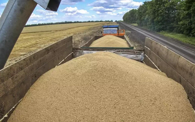 شحنة أوكرانية من القمح والبذور الزيتية في طريقها إلى المغرب