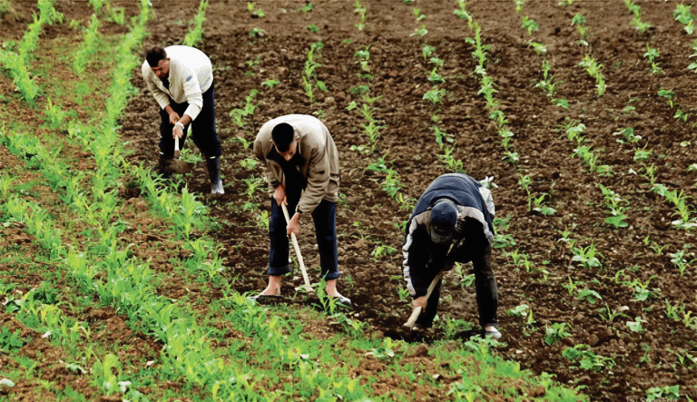 خبير اقتصادي: المغرب يحقق أسرع نمو منذ سنوات مع موسم فلاحي قوي