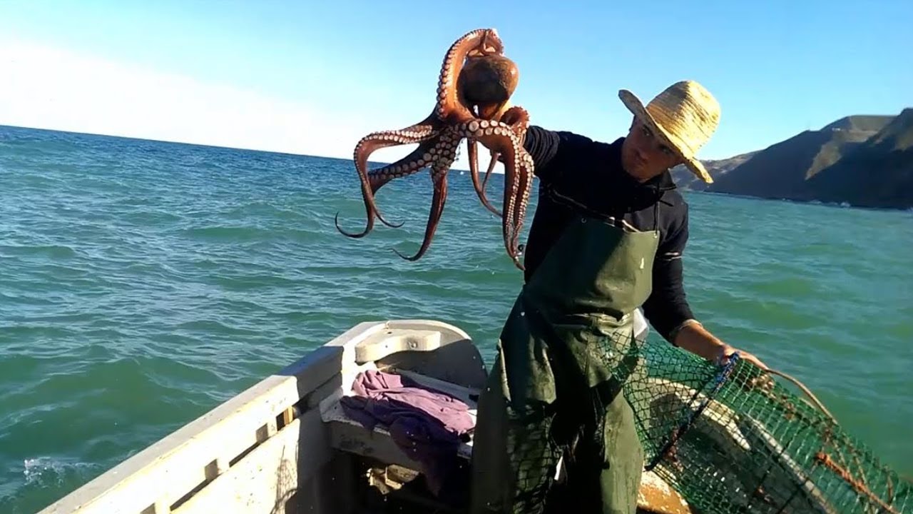 استئناف صيد الأخطبوط في الموسم الشتوي بسواحل طانطان