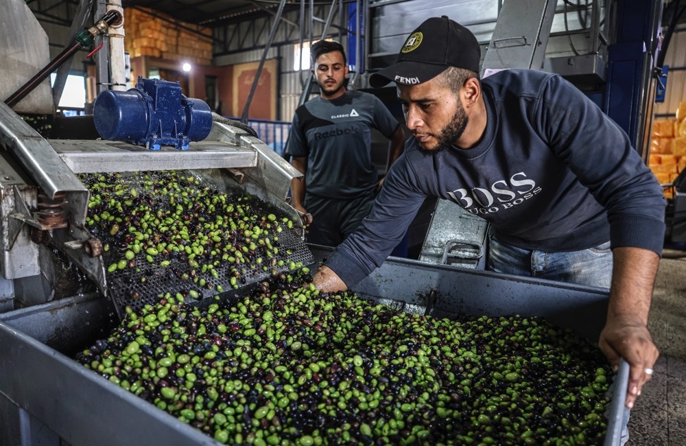 صندوق الاستثمار لجهة الشرق يستثمر في صناعة الزيتون