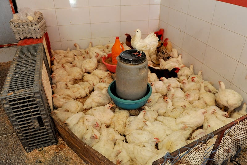 ارتفاع أسعار الدجاج يلهب جيوب المغاربة وسط التقلبات المناخية