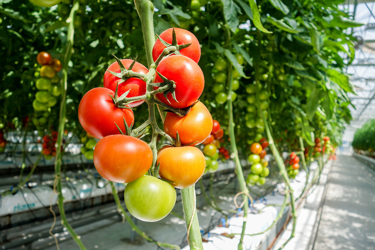 واردات الخضروات المحمية إلى الاتحاد الأوروبي ترتفع.. والمغرب يعزز صدارته