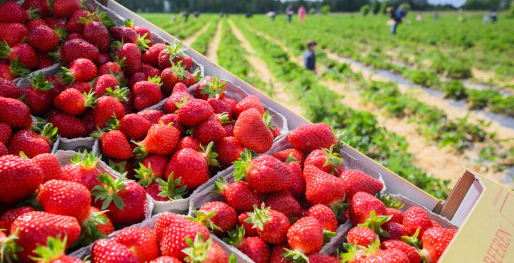 هل ستعرف الأسواق وفرة في فاكهة "الفريز" قبل شهر رمضان ؟