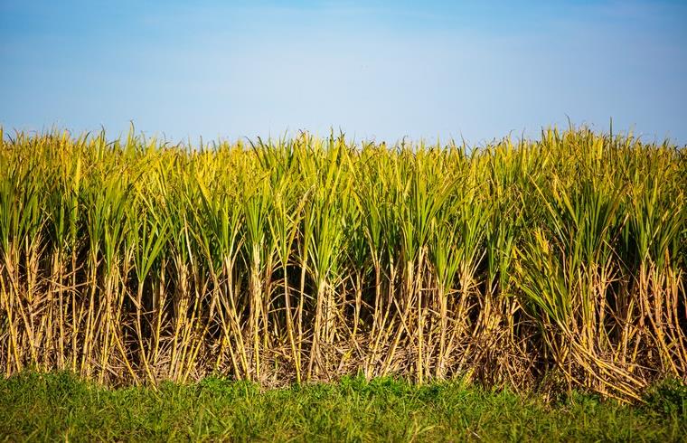 الفيديرالية البيمهنية المغربية للسكر تحصل على دعم مالي إضافي لفائدة فلاحي السلسلة السكرية المغربية
