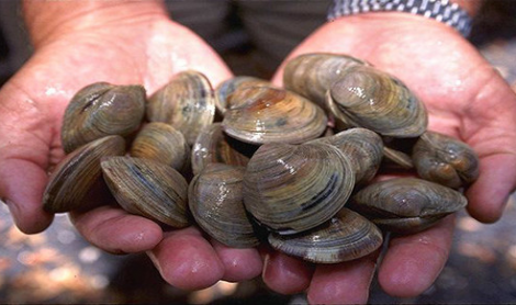 ضبط 1.5 طن من الصدفيات المهربة في الداخلة