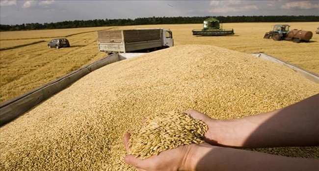 ارتفعت بنسبة 625%.. احتجاجات تصاحب زيادة إسبانيا واردات الحبوب من المغرب