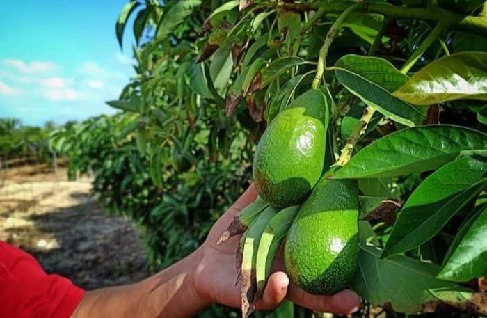 بالأرقام: تصدير 90% من محصول "الأفوكادو"