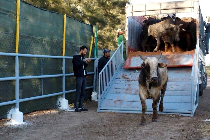 الأبقار البرازيلية.. المغرب سيستقبل 3000 رأس السبت المقبل