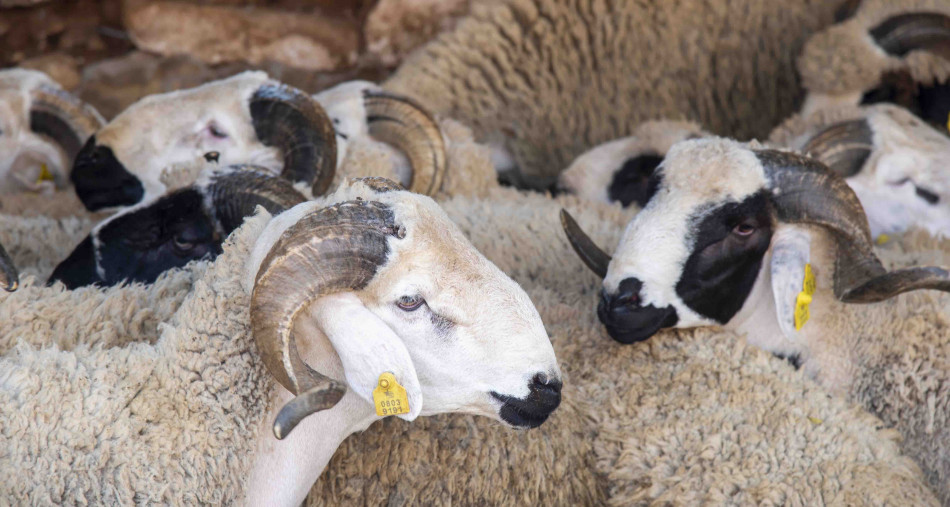 الصديقي: ترقيم 6.6 ملايين رأس من الأضاحي