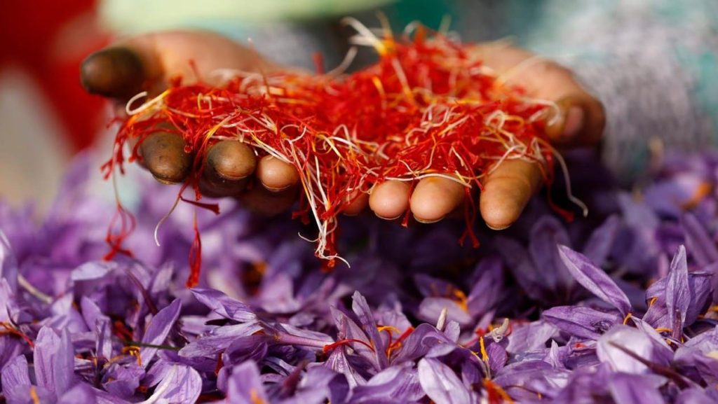 "الزعفران المغشوش" يصل إلى البرلمان