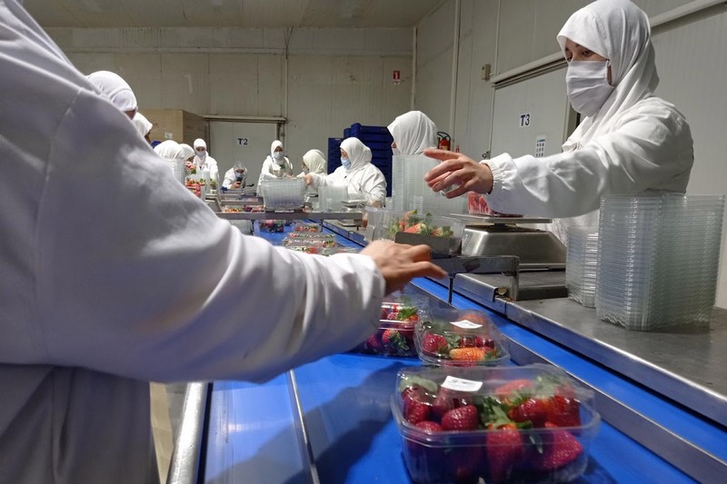 صادرات الصناعات الغذائية بالمغرب تقترب من 86 مليار درهم في 2025