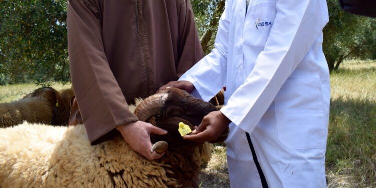 أونسا يطلق عملية ترقيم الأغنام والماعز
