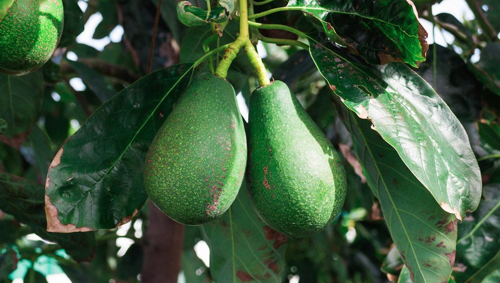 تقرير إسباني: المغرب أصبح “ملك الأفوكادو” في إفريقيا