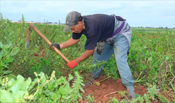 عراش: المنظومة الفلاحية تتجه نحو مقاربة عقلانية وعلمية