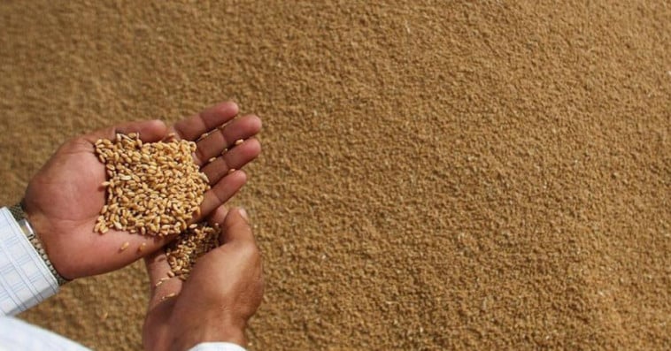 المغرب يمدد برنامج دعم واردات القمح اللين في نهاية 2025
