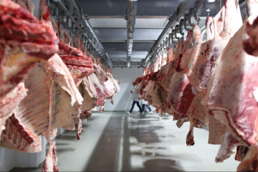 زيادات في أسعار الأعلاف المركزة تفاقم أزمتي اللحوم والحليب