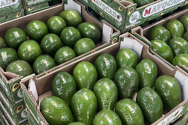 المغرب في قلب معادلة الأفوكادو الأوروبية وسط شح المعروض وارتفاع الأسعار