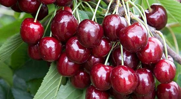 المغرب يشهد ارتفاعا في زراعة الكرز مع تراجع الصادرات