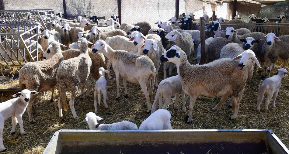 استفادة 1,15 مليون كساب من الشطر الأول لبرنامج إعادة تكوين القطيع الوطني