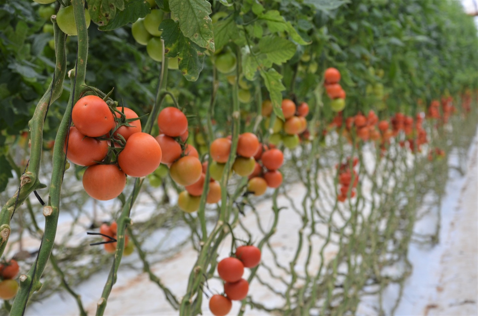 المغرب يحافظ على مكانته في إنتاج الطماطم رغم المنافسة