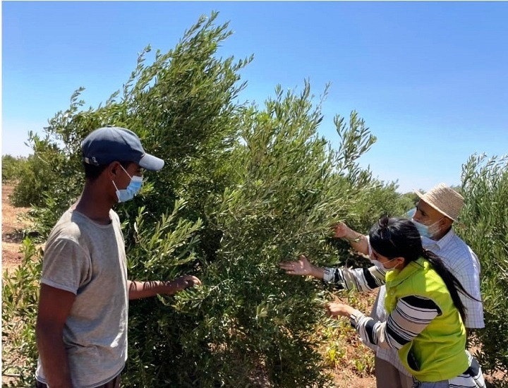آلية "المثمر المتنقل" لزراعة الزيتون تحط الرحال بمكناس