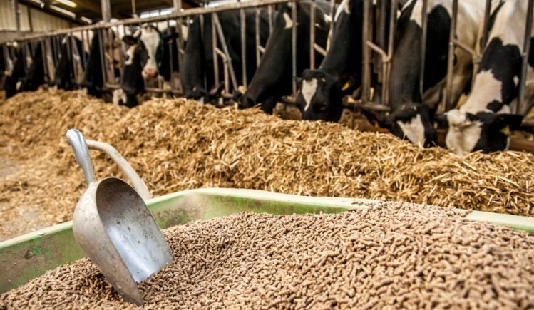 تدابير لتخفيف آثار ارتفاع أسعار أعلاف الماشية في هذه الجهة