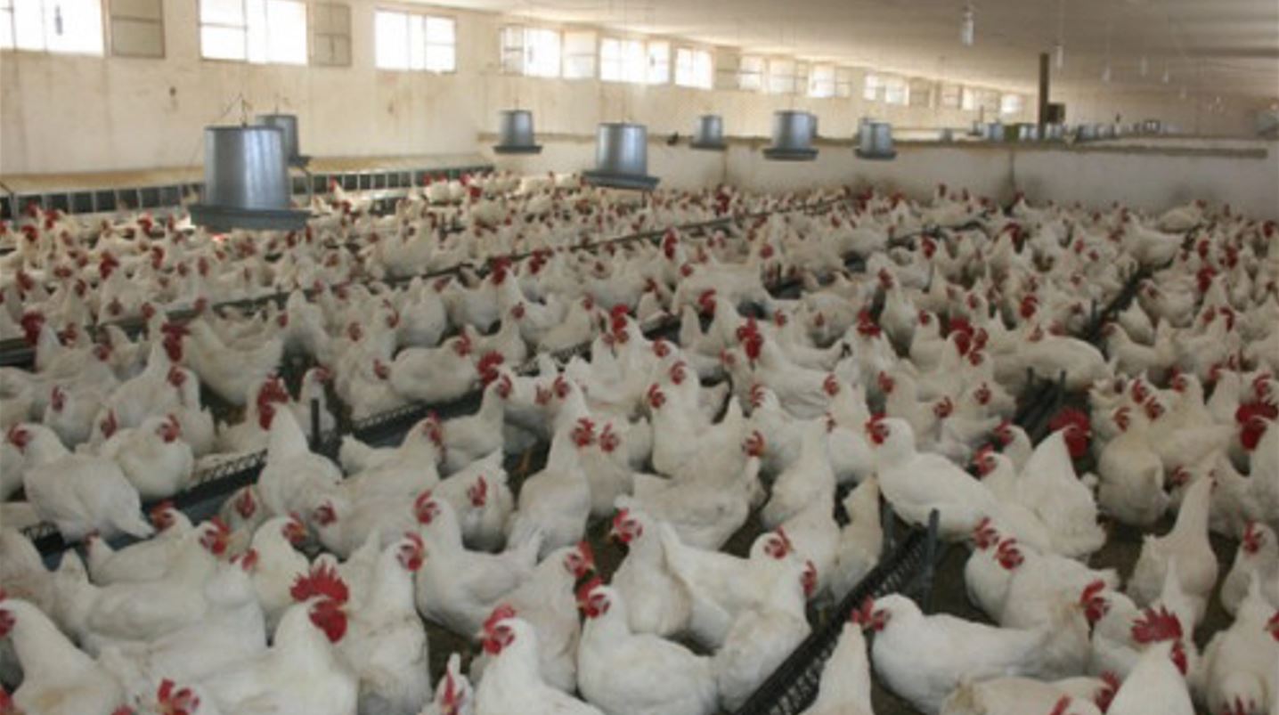 أسعار الدجاج تهوي قبيل عيد الأضحى والاستهلاك ينخفض بـ30 %