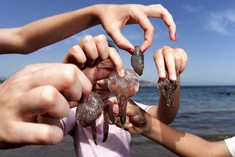 قناديل البحر.. "الفاو" تعتمد توصية المغرب