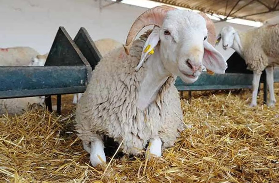 استعدادات عيد الأضحى.. 214 ألف وحدة لتسمين وتحضير الأضاحي